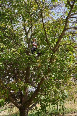 Çiftçi meyve bahçesinde ceviz topluyor, dalları dövüyor ve sallıyor.