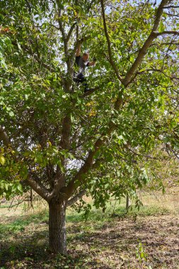 Çiftçi meyve bahçesinde ceviz topluyor, dalları dövüyor ve sallıyor.