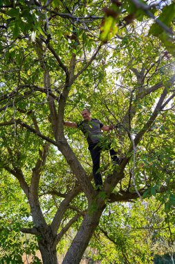 Çiftçi meyve bahçesinde ceviz topluyor, dalları dövüyor ve sallıyor.