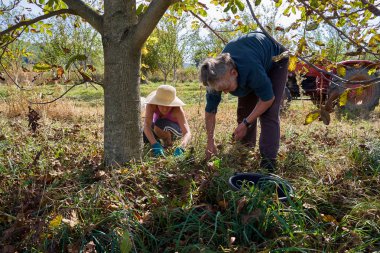 Sonbahar hasatında meyve bahçesinde ceviz toplayan köylü ailesi.