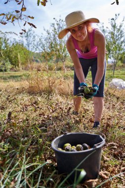Meyve bahçesinde ceviz toplayan çiftçi kadın.