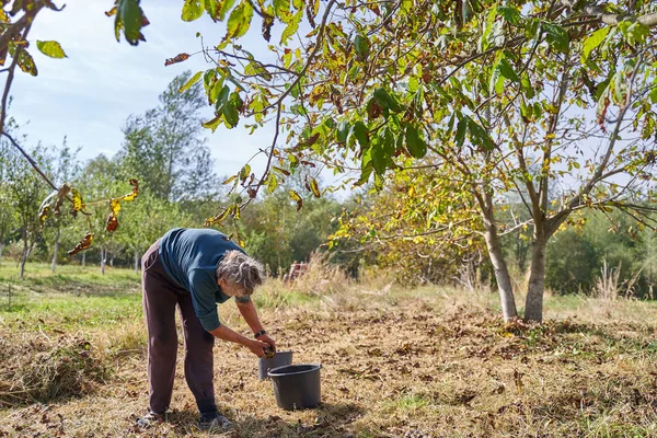 Meyve bahçesinde ceviz toplayan yaşlı bir kadın.