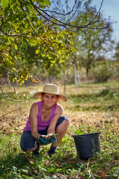 Женщина Фермер Собирает Грецкие Орехи Время Сбора Урожая Саду — стоковое фото