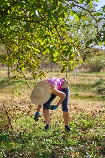 Meyve bahçesinde ceviz toplayan çiftçi kadın.