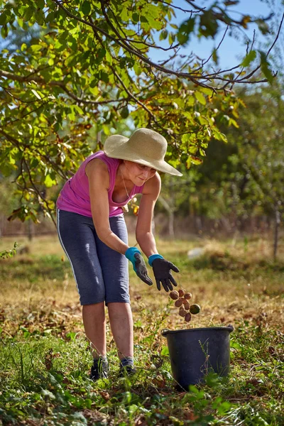 Meyve bahçesinde ceviz toplayan çiftçi kadın.