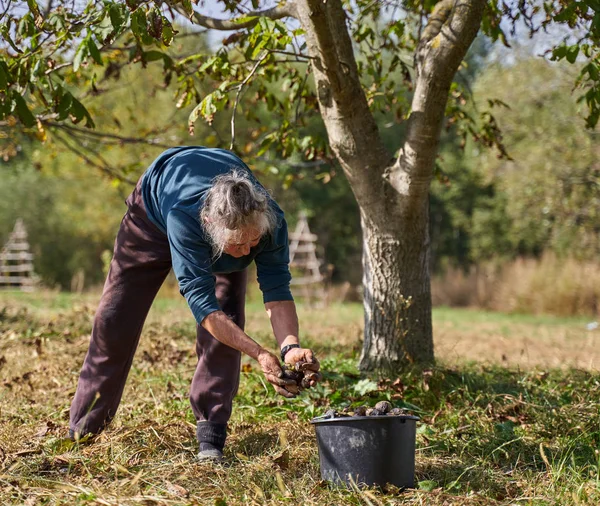 Old Rural Woman Picking Walnuts Orchard — Stock Photo, Image