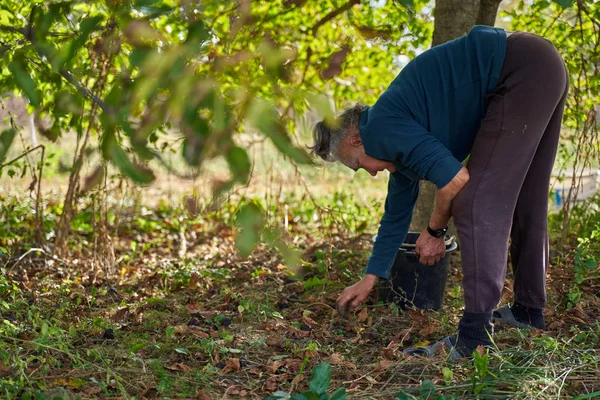 Old Rural Woman Picking Walnuts Orchard — Stock Photo, Image