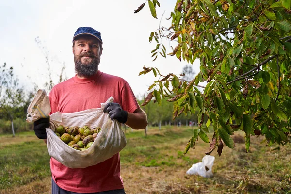 Mladý Farmář Sbírá Ořechy Sadu — Stock fotografie