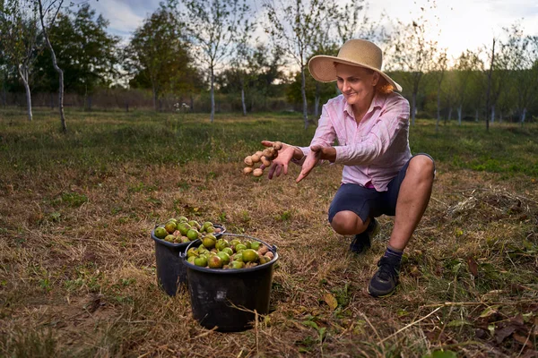 Meyve Bahçesinde Ceviz Toplayan Çiftçi Kadın — Stok fotoğraf