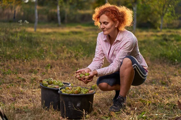 Boerenvrouw Plukt Walnoten Oogsttijd Boomgaard — Stockfoto