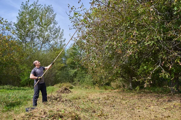 農家は彼の果樹園でクルミを収穫し 枝を暴行し — ストック写真