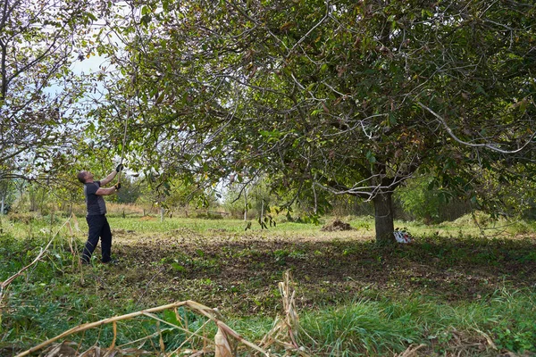 Farmář Sklízí Ořechy Svém Sadu Mlátí Třese Větvemi — Stock fotografie