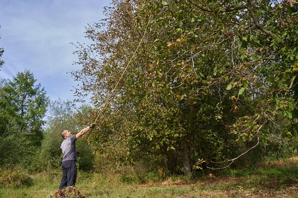 Farmer Harvesting Walnuts His Orchard Beating Shaking Branches — Stock Photo, Image