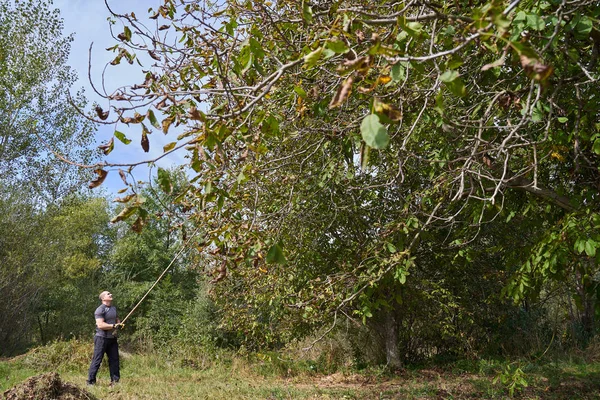 農家は彼の果樹園でクルミを収穫し 枝を暴行し — ストック写真