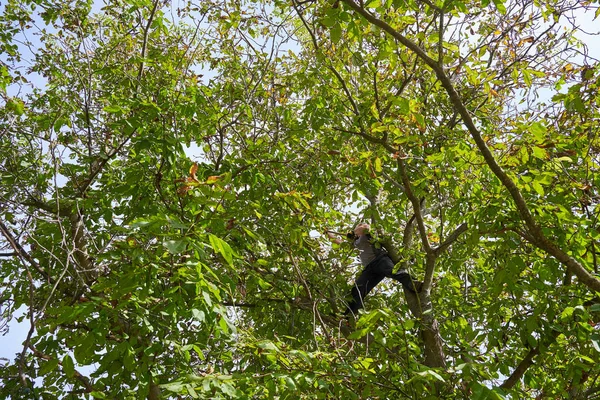 Çiftçi meyve bahçesinde ceviz topluyor, dalları dövüyor ve sallıyor.