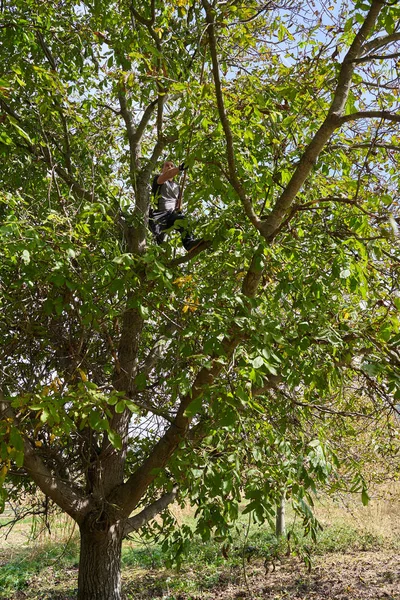 Bauer Erntet Walnüsse Seinem Obstgarten Schlägt Und Schüttelt Die Äste — Stockfoto