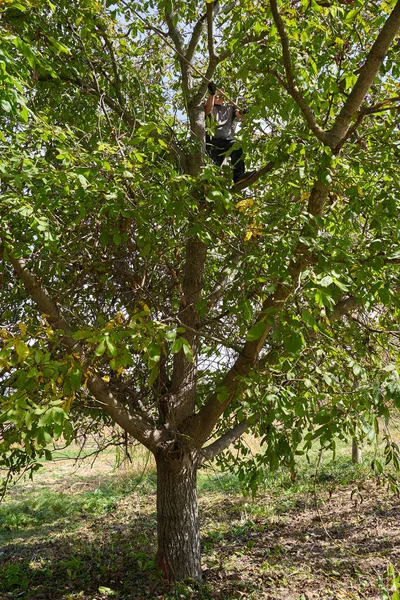 农夫在果园里采摘核桃 敲打和摇动树枝 — 图库照片