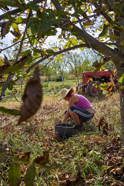 Sonbahar Hasatında Meyve Bahçesinde Ceviz Toplayan Köylü Ailesi — Stok fotoğraf