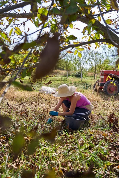 Femme Agricultrice Cueillette Des Noix Moment Récolte Dans Verger — Photo