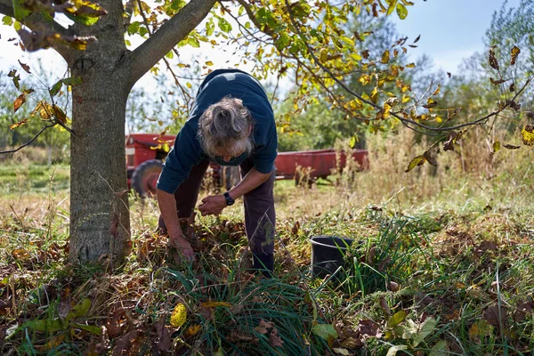 Gammal Landsbygdskvinna Plockar Valnötter Fruktträdgård — Stockfoto