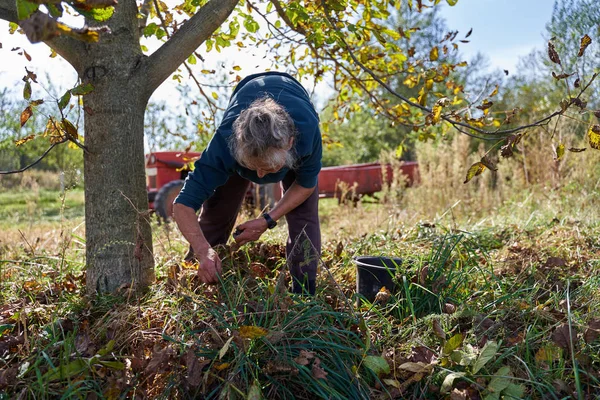 Meyve bahçesinde ceviz toplayan yaşlı bir kadın.