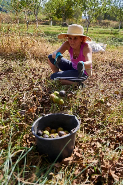 Женщина Фермер Собирает Грецкие Орехи Время Сбора Урожая Саду — стоковое фото