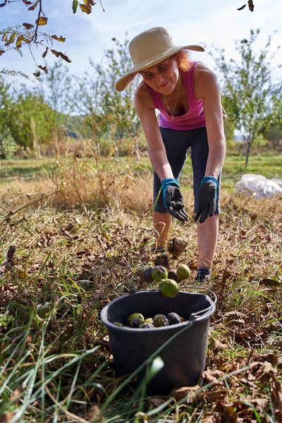 Femme Agricultrice Cueillette Des Noix Moment Récolte Dans Verger — Photo