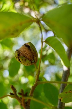Kırık kabuklu Ripen cevizleri hasat için hazır.