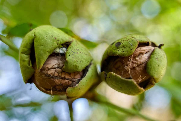 Madura Nueces Con Cáscara Agrietada Lista Para Cosecha —  Fotos de Stock