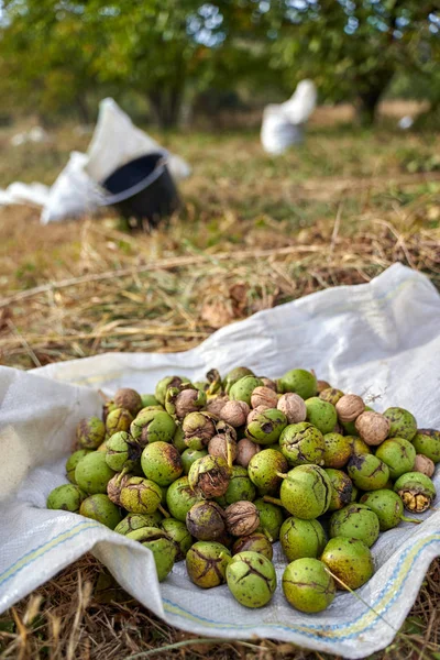 Pile Ripe Walnuts Cracked Shells Sack — Stock Photo, Image