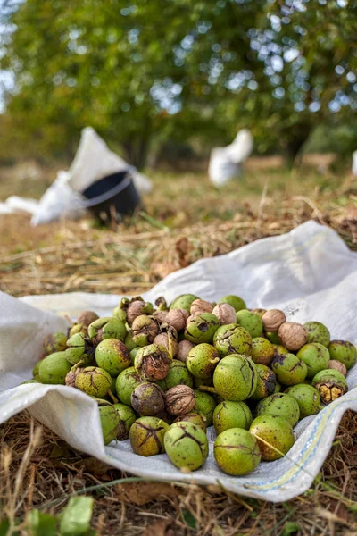 Pile Noix Mûres Avec Des Coquilles Fissurées Sur Sac — Photo