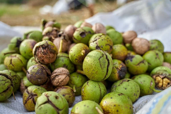 Montón Nueces Maduras Con Conchas Agrietadas Saco —  Fotos de Stock