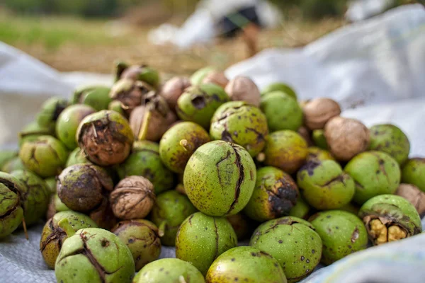 Montón Nueces Maduras Con Conchas Agrietadas Saco —  Fotos de Stock