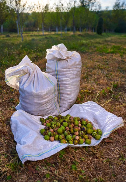 Sacos Nueces Huerto Momento Cosecha —  Fotos de Stock