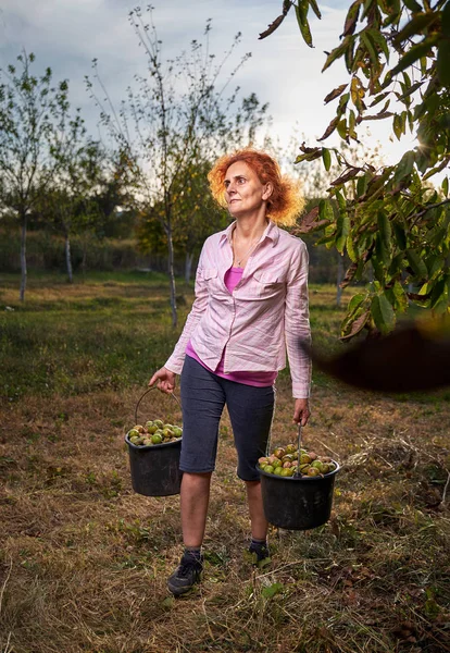 Çiftçi Kadın Meyve Bahçesinden Olgun Ceviz Dolu Kovalar Taşıyor — Stok fotoğraf