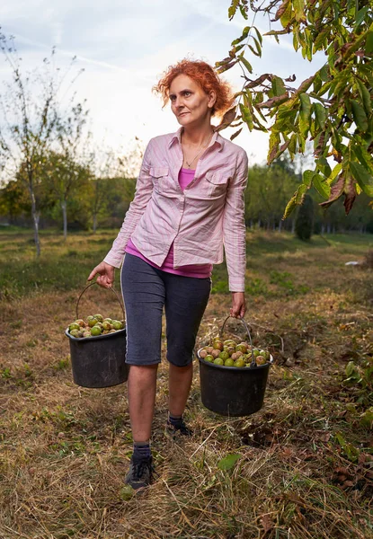 Çiftçi kadın meyve bahçesinden olgun ceviz dolu kovalar taşıyor.