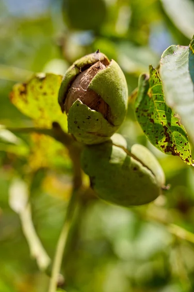 Mogna Valnötter Med Sprucken Skal Redo För Skörd — Stockfoto