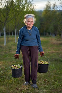 Yaşlı çiftçi kadın hasat zamanı kovalarca ceviz taşıyor.