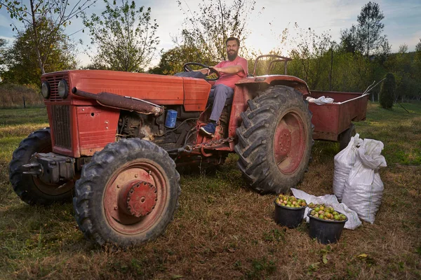 Boer Met Zijn Tractor Laadt Zakken Walnoten Bij Oogst — Stockfoto