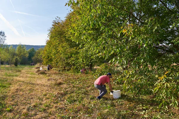 Bauernfamilie Erntet Walnüsse Obstgarten — Stockfoto