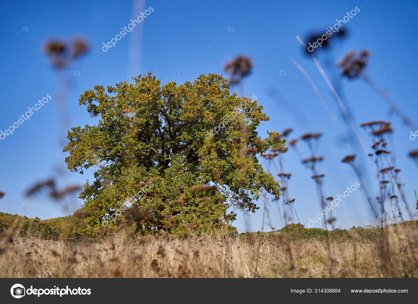 Huge Centennial Oak Tree Field Autumn Stock Photo by ©Xalanx 314308684