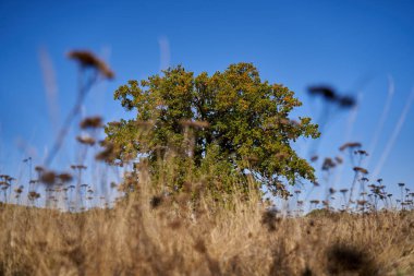 Sonbaharda tarlada kocaman bir yüzüncü yıl meşesi ağacı.