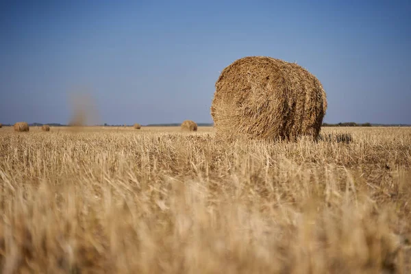 Feno Fardos Campo Início Outono — Fotografia de Stock