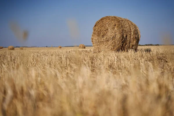 Feno Fardos Campo Início Outono — Fotografia de Stock