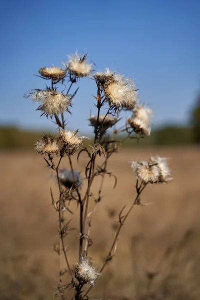 Thistle Λουλούδια Σπόρους Εξαπλώνεται Κατά Διάρκεια Του Φθινοπώρου Επιλεκτική Εστίαση — Φωτογραφία Αρχείου