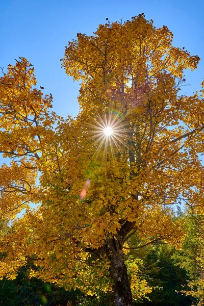 Κίτρινο Σφενδάμι Κατά Διάρκεια Του Φθινοπώρου Κοντινό Πλάνο — Φωτογραφία Αρχείου