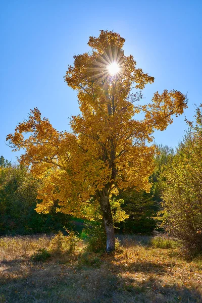 Gelber Ahorn Herbst Nahaufnahme — Stockfoto