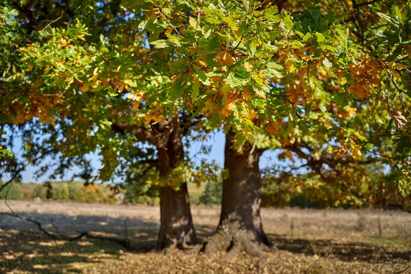 Sonbaharda Tarlada Kocaman Bir Yüzüncü Yıl Meşesi Ağacı — Stok fotoğraf
