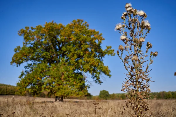 Énorme Chêne Centenaire Sur Champ Automne — Photo