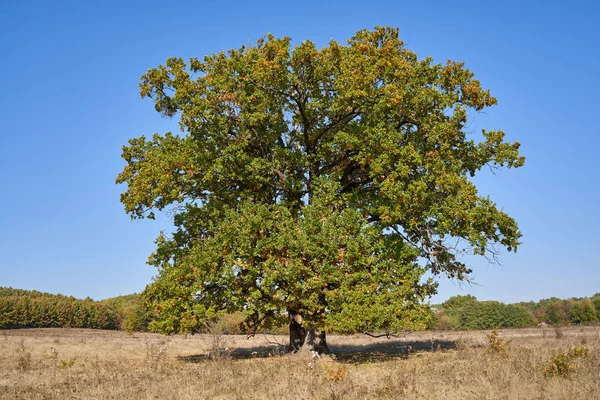 Obrovský Stý Dub Poli Podzim — Stock fotografie